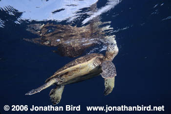 Green Sea turtle [Chelonia mydas]