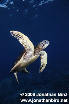 Green Sea turtle [Chelonia mydas]