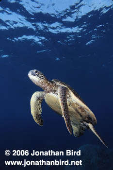 Green Sea turtle [Chelonia mydas]