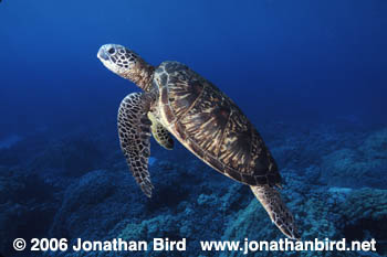 Green Sea turtle [Chelonia mydas]