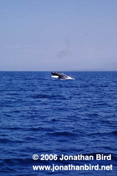 Humpback Whale [Megaptera novaeangliae]