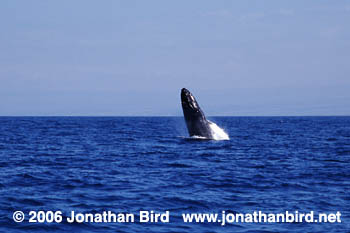 Humpback Whale [Megaptera novaeangliae]