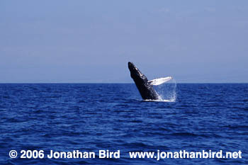 Humpback Whale [Megaptera novaeangliae]