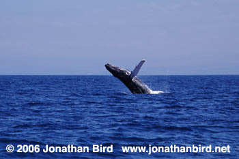 Humpback Whale [Megaptera novaeangliae]