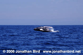 Humpback Whale [Megaptera novaeangliae]