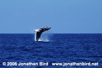 Humpback Whale [Megaptera novaeangliae]