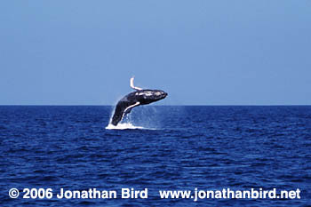 Humpback Whale [Megaptera novaeangliae]