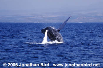 Humpback Whale [Megaptera novaeangliae]