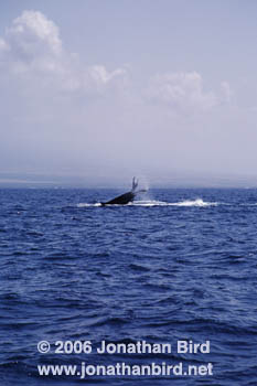 Humpback Whale [Megaptera novaeangliae]