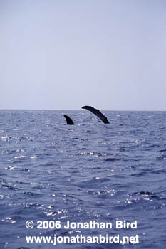 Humpback Whale [Megaptera novaeangliae]