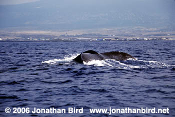 Humpback Whale [Megaptera novaeangliae]