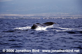 Humpback Whale [Megaptera novaeangliae]