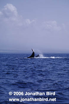 Humpback Whale [Megaptera novaeangliae]