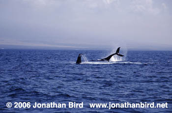 Humpback Whale [Megaptera novaeangliae]