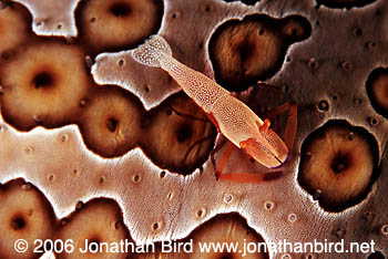 Imperial Shrimp [Periclimenes imperator]