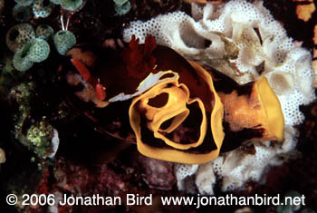  Nudibranch [--]