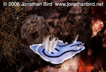  Nudibranch [--]