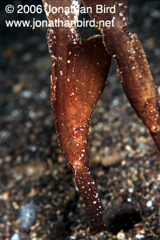 Robust Ghost Pipefish [Solenostomus cyanopterus]