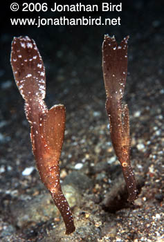 Robust Ghost Pipefish [Solenostomus cyanopterus]