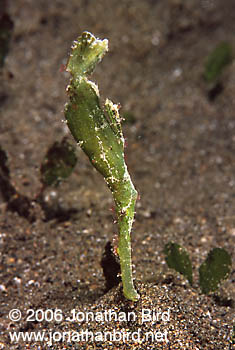 Robust Ghost Pipefish [Solenostomus cyanopterus]