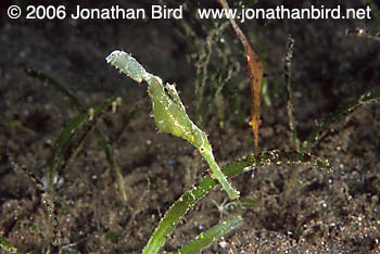 Robust Ghost Pipefish [Solenostomus cyanopterus]