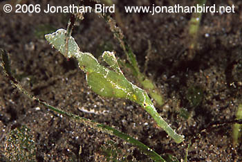 Robust Ghost Pipefish [Solenostomus cyanopterus]