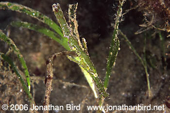 Robust Ghost Pipefish [Solenostomus cyanopterus]