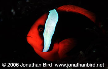 Tomato clown Anemonefish [Amphiprion frenatus]