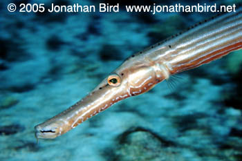 Caribbean Trumpetfish [Aulostomus maculatus]
