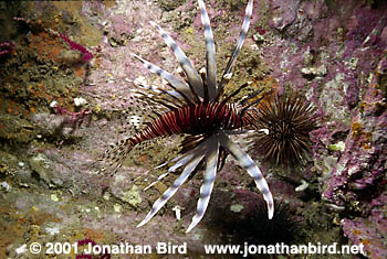 Volitans Lionfish [Pterois volitans]