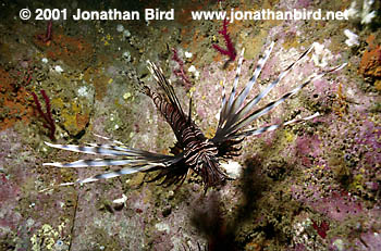 Volitans Lionfish [Pterois volitans]