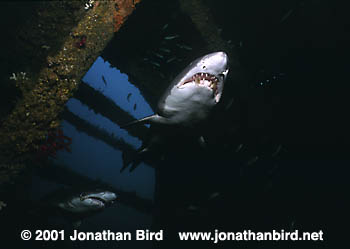 Sand Tiger Shark [Carcharias taurus]