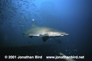 Sand Tiger Shark [Carcharias taurus]