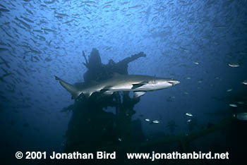 Sand Tiger Shark [Carcharias taurus]