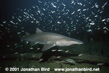 Sand Tiger Shark [Carcharias taurus]