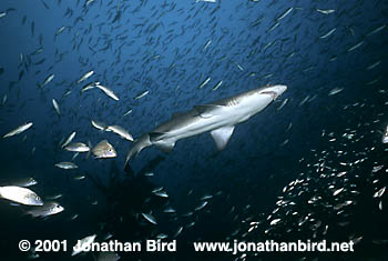 Sand Tiger Shark [Carcharias taurus]