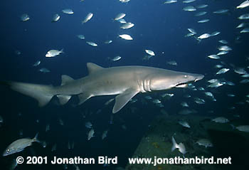 Sand Tiger Shark [Carcharias taurus]