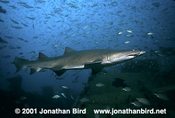 Sand Tiger Shark [Carcharias taurus]