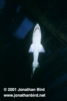 Sand Tiger Shark [Carcharias taurus]