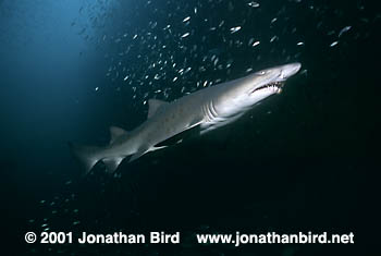 Sand Tiger Shark [Carcharias taurus]