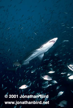 Sand Tiger Shark [Carcharias taurus]