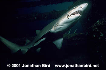 Sand Tiger Shark [Carcharias taurus]