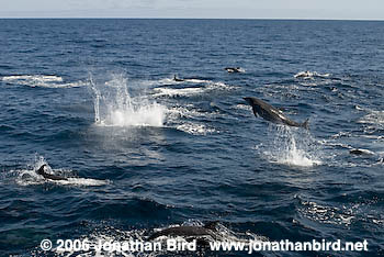 Bottlenosed Dolphin [Tursiops truncatus]