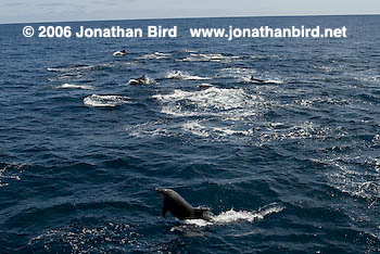 Bottlenosed Dolphin [Tursiops truncatus]