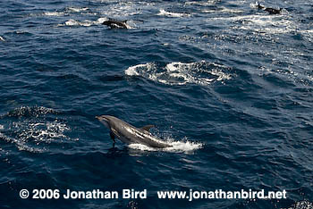 Bottlenosed Dolphin [Tursiops truncatus]