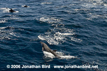 Bottlenosed Dolphin [Tursiops truncatus]