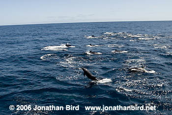 Bottlenosed Dolphin [Tursiops truncatus]