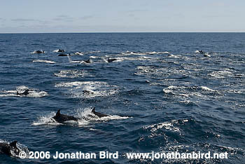 Bottlenosed Dolphin [Tursiops truncatus]