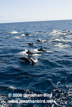 Bottlenosed Dolphin [Tursiops truncatus]