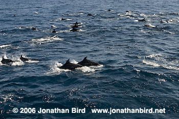 Bottlenosed Dolphin [Tursiops truncatus]